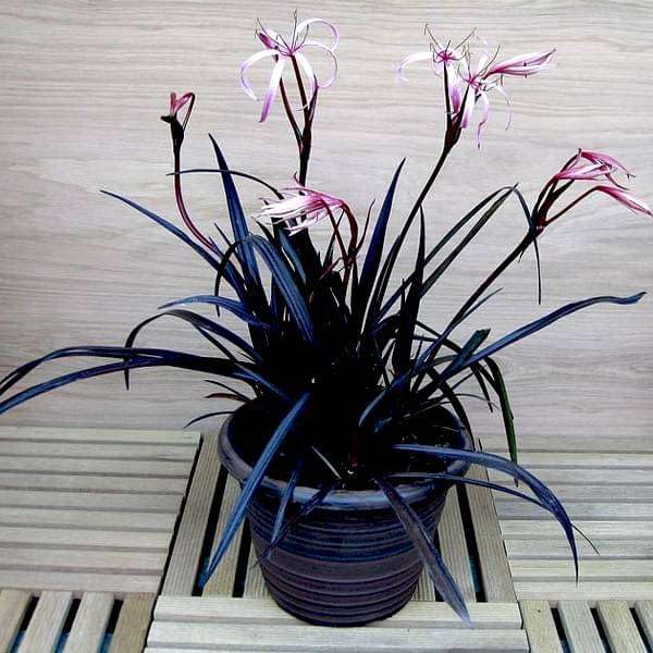 Mphmi Nursery Plants Live Delhi NCR Crinum Lily, Spider Lilly (Red) - Plant (B0CN6S5NNL) Amazon Price History, Amazon Price Tracker