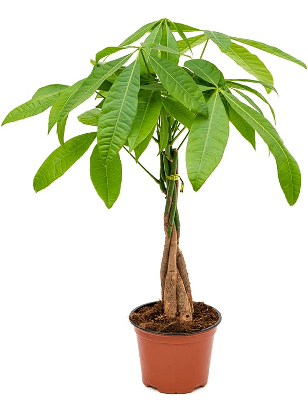 Buy Money Tree Pachira Aquatica Indoor house 4050cm Tall in 12cm Pot