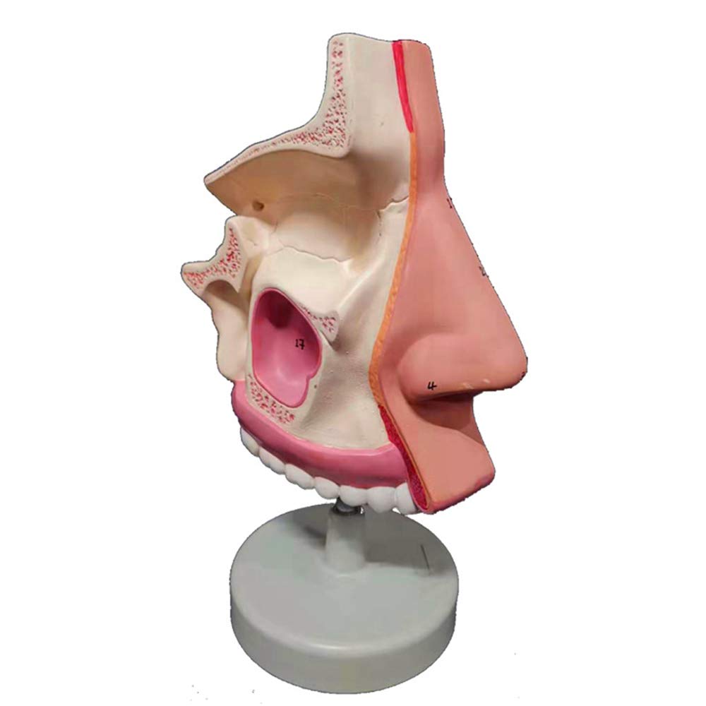 Sjdopulse A Nasal Cavity Model - Human Organ Natomy Model Human Otolaryngology Model - Educational Model Nasal Cavity Natomical Model - Medical Teaching Doctor-Patient Communication Mold (A)