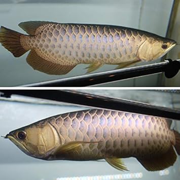 Amazon でんらい アロワナ ライト 水中 照明 Led 2列 光鉛龍灯 プレミアムゴールド Ex 150cm水槽用 143cm Ag150 Ex Denrai Asia ライト 照明 通販