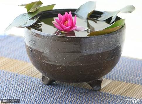 Amazon Co Jp ビオトープ 睡蓮 益子ｄｅ姫睡蓮 ヒメスイレン セット 足付深丼 炭化 姫睡蓮 ヒメスイレン 赤 説明書付 沖縄不可 休眠株 ホーム キッチン