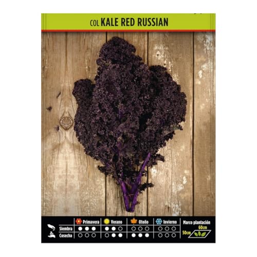 Semillas Hortícolas - Col kale red russian - Semillas listas para plantar.