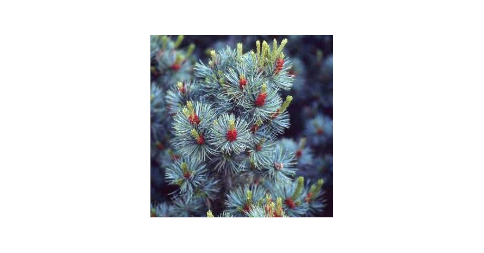 ジョンホワイト　キューピー Blue Japanese White Pine | Gertens Garden Center