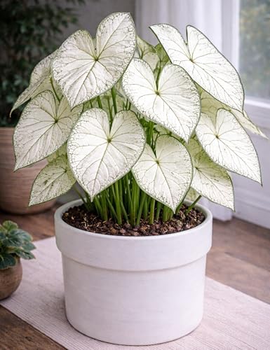 Indoor White Christmas Caladium Bulbs for Planting (4 Bulbs) - Grow Indoors Year Round