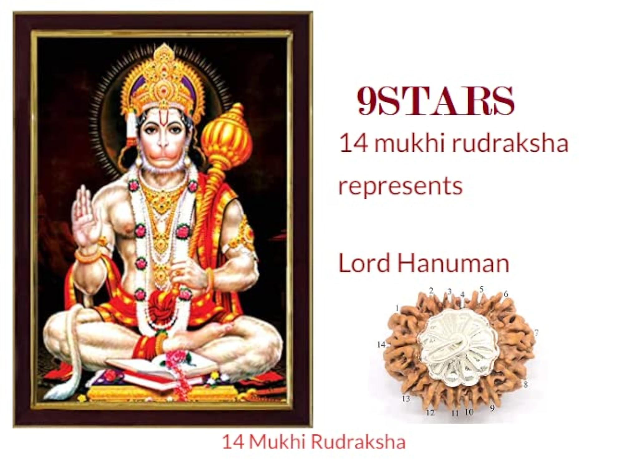 14 Mukhi Rudraksha, Original Certified Nepali