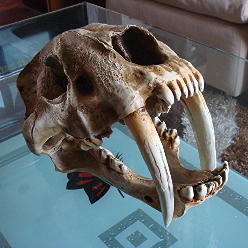 RDLK Saber Tooth Cat Tiger Skull Sabertooth Smilodon Fatalis Model white