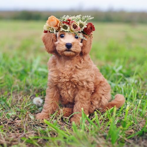 Collier chat chiot leger couronne de fleurs accessoire shooting mariage