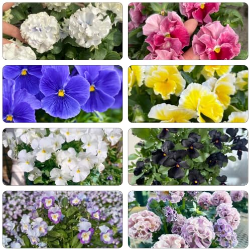 violeta cornuda - Viola cornuta de semillas de balcón decoración reverdecimiento tejados decoraciones jardín 200pcs