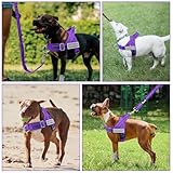 Eyein Hundegeschirr mit Leine für große mittelgroße Hunde, Weich gepolsterter Brustgeschirr mit 2 Leinenclips, Reflektierend & Leichtgewicht Anti Zug Geschirr für Spaziergänge Training, Lila, L