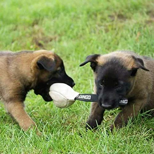 Dingo Gear S02784 Hundespielzeug, weiches Echtleder, mit Griff für das Bisstraining, Ø 8 cm, zufällige Auswahl