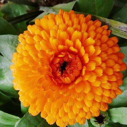 Creative Farmer Flower Seeds English Marigold Hybrid Seeds For Roof