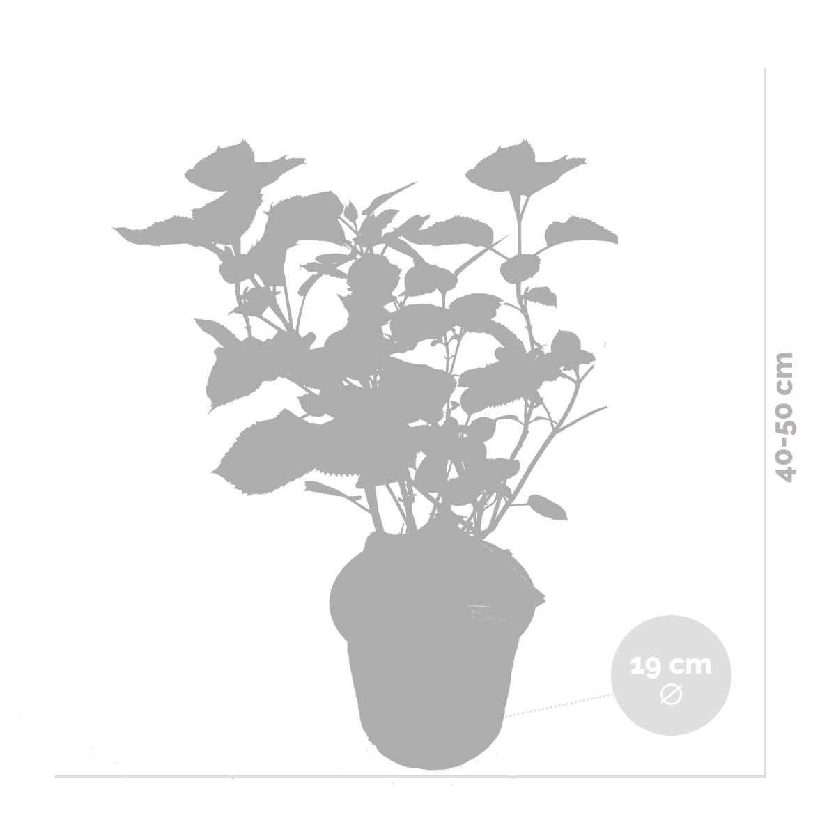 Bloomique - Set de 2 - Hydrangea ‘Pink Annabelle’ - Hortensia - Rosa - Plantas de jardín - Resistente al frío - Altura 40-50 cm - Maceta 19 cm