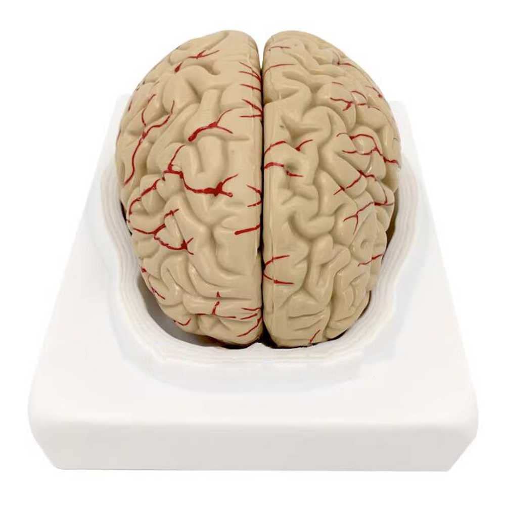 Modèle cerveau humain amovible pour enrichir vos cours de biologie et démonstrations médicales