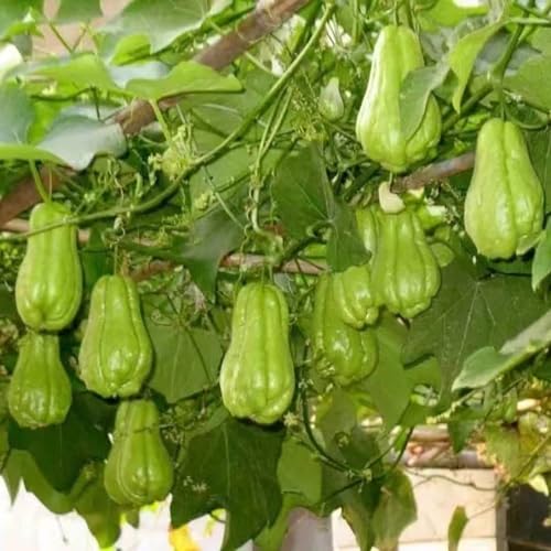 semillas del chayote - jardín orgánico resistente raras elevadas 100pcs