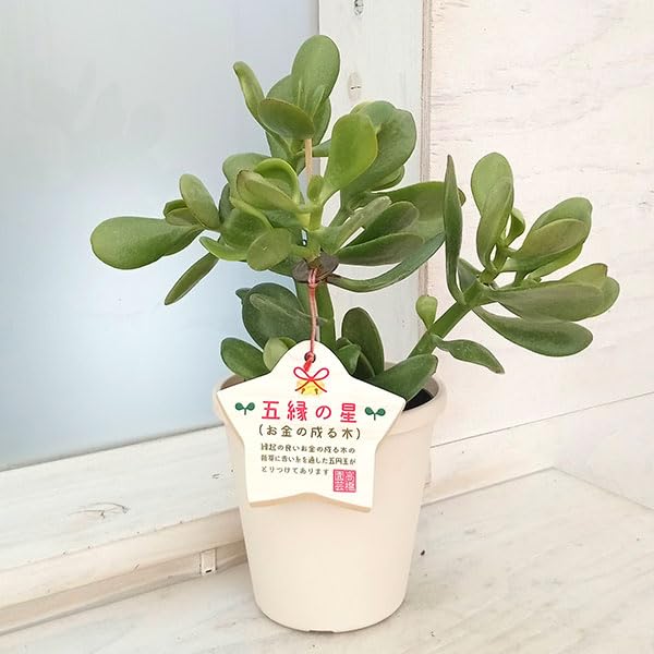 金の成る木　縁起物　3株寄せ Amazon｜金のなる木（花月・カゲツ) ：五縁の星（ゴエンノホシ）4号