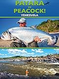  Venezuela - Payara vs. Peacock 1