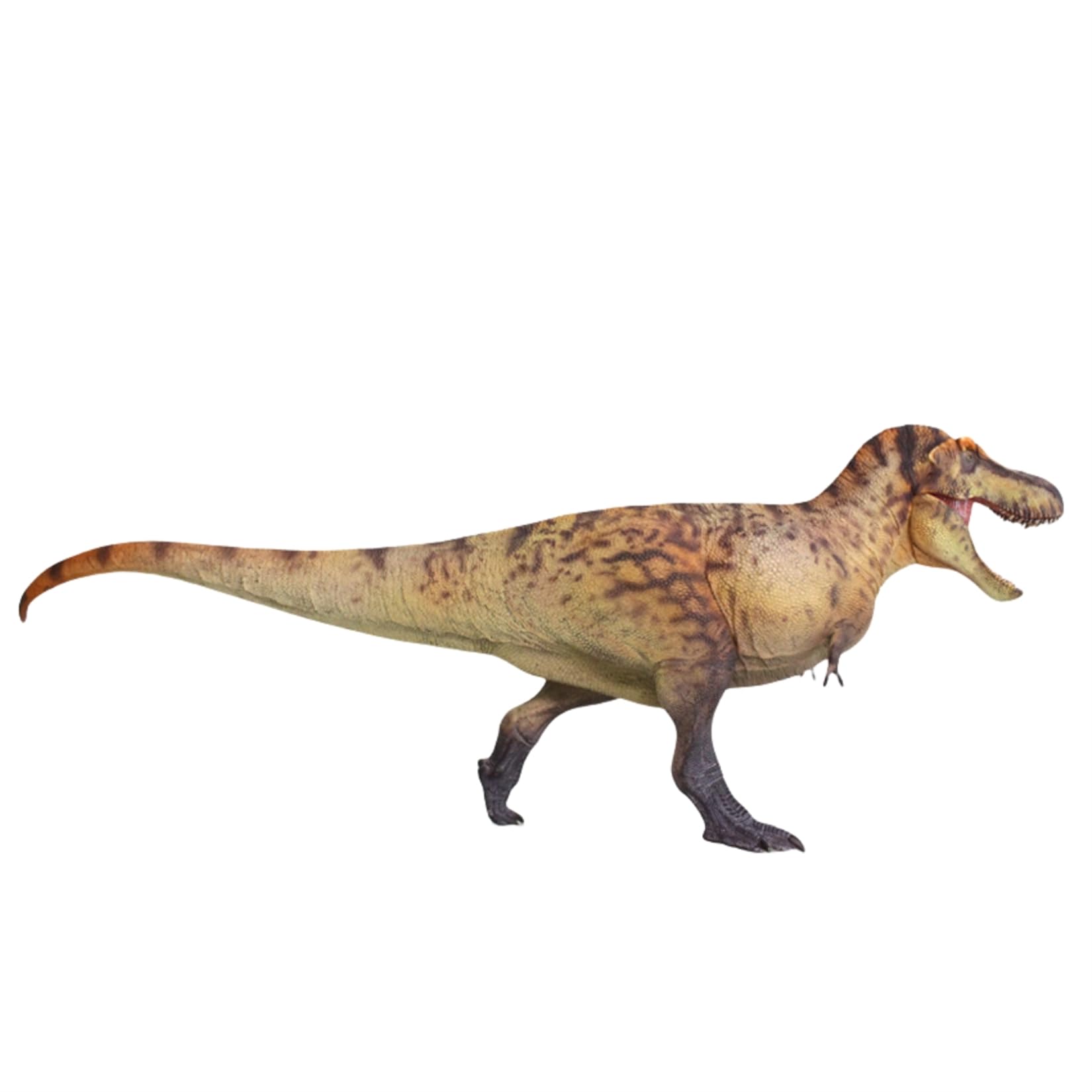 Amazon.co.jp: HAOLONGGOOD 1/35 ティラノサウルス フィギュア 33cm