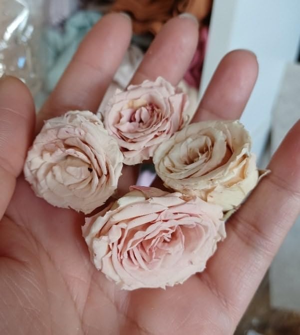 Pink Rosebuds Petite - 12 Real Roses - Freeze-Dried miniatura 7