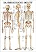 Ruediger Anatomie TA03 Das menschliche Skelett Tafel, 70 cm x 100 cm, Papier