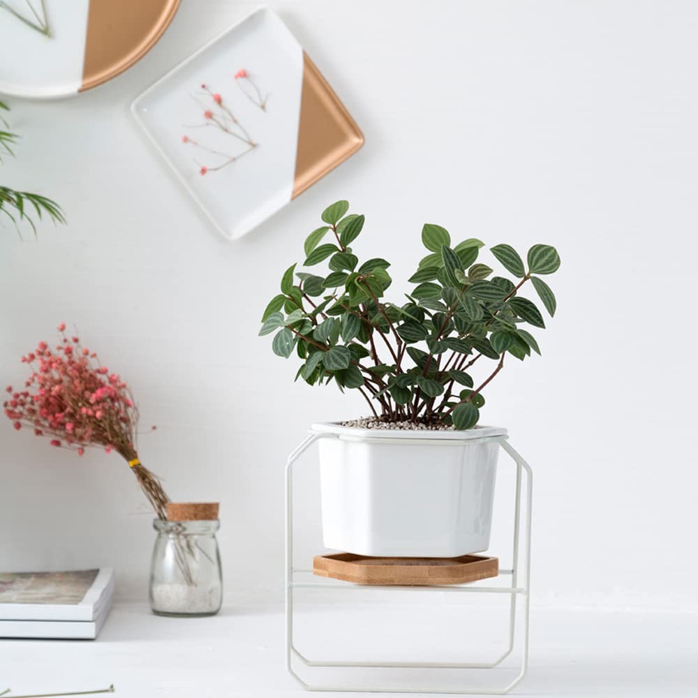 DFGHNBVC Ceramic Flower Plant Pot With Stand - 5 Inch White Indoor Planter Pot With Gold Metal Stand For Herbs Orchids Cacti Succulents,White