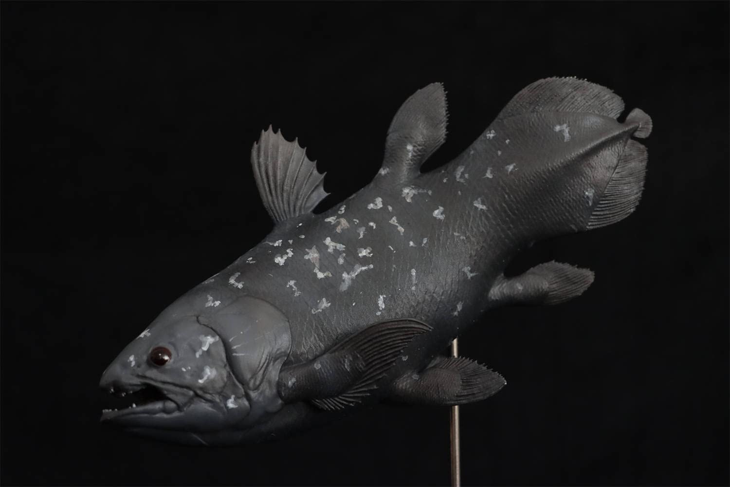 Amazon.co.jp: Memory Museum 1/15 サイズ シーラカンス シーラカンス