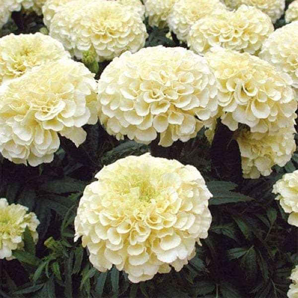 Image of Genda Phool African Marigold Live Plant | F1 Hybrid White Vanilla Marigold Flowering Plant with Pot | Gainda Phool Garden Plant for Home Balcony Outdoor Gardening