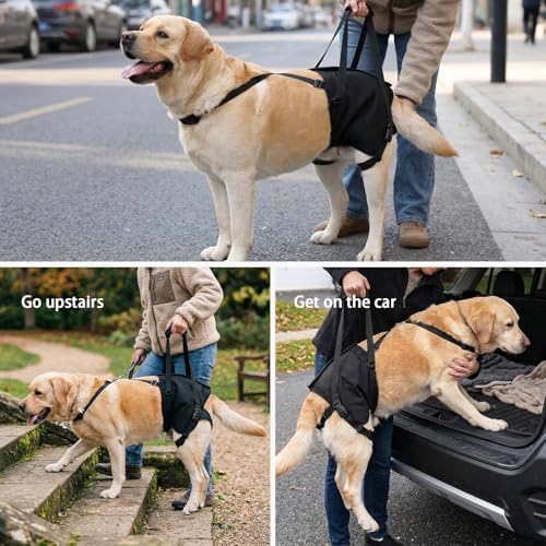 Image of NOYAL Dog Lift Sling for Large Dogs - Hind Leg Support Harness for Senior, Injured, Disabled Dogs, Rear Leg Mobility Aid, Padded Handle for Stairs, Car, Walk