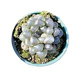 Rare Haworthia Cooperi OB1 - Succulent Plants - Unique Varieties | Live Indoor Plants | Low-Maintenance | Great for Collectors, Home, Office, and Gifts