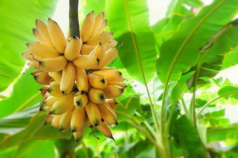 See full amazon price history chart for Vamsha Nature Care Banana Plant Vamsha Nature Care Banana Plant (B0CL2RZJY8) Amazon Price History, Amazon Price Tracker