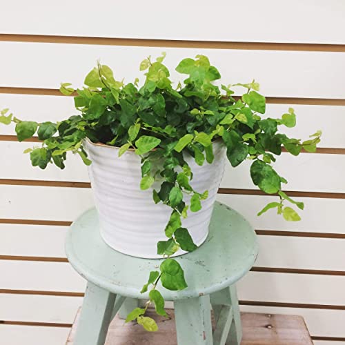 Ficus Pumila Creeping Fig, 6 Plant Ficus Pumila Creeping Fig, 6" Plant