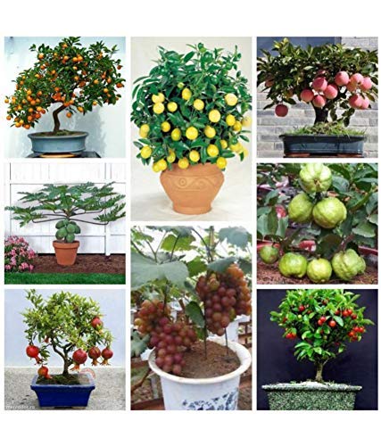 Dwarf Fruit Seeds Mega Combo- (Apple, Orange, Lemon, Guava, Watermelon, Grapes, Papaya, Pomegranate) -5 x 8-40 Seeds (B0C5S2WBPJ) Amazon Price History, Amazon Price Tracker