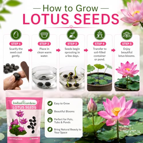 Image of Indian Gardens - Lotus Seeds for Planting | Premium Quality Lotus Flower Seeds | Suitable for Water Gardens, Containers, Ponds & Home Gardening