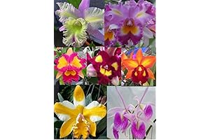 Unveiling the Enchanting Elegance of Cattleya Orchids