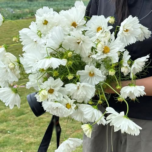 50 piezas Semillas de cosmea resistentes, Las plantas que cubren el suelo son resistentes. Cosmos Bipinnatus - cobertura del suelo resistente perenne flores de jardín abeja flores