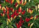 Hot Red Tabasco Pepper - 20 Seeds