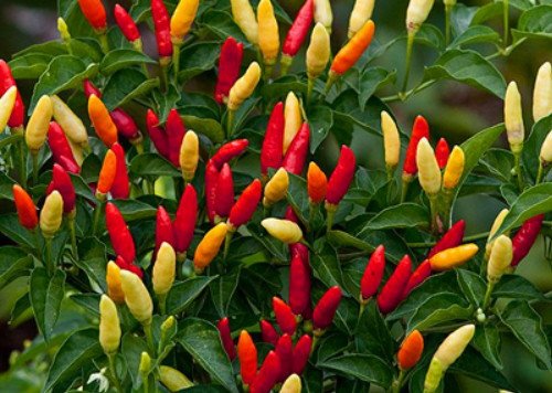 Tabasco Hot Red Pepper - 20 Seeds Tabasco Hot Red Pepper - 20 Seeds