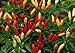 Hot Red Tabasco Pepper - 20 Seeds
