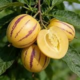 CarpetC 30+ Pepino Melon Seeds for Planting - Solanum muricatum Sweet Exotic Fruit, Non-GMO Heirloom for Home Gardens, Containers & Greenhouses