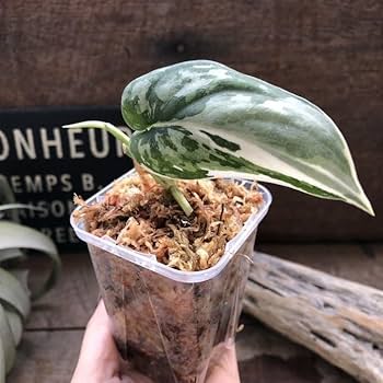 Amazon｜スキンダプサス マヤリ斑入りScindapsus Pictus variegata