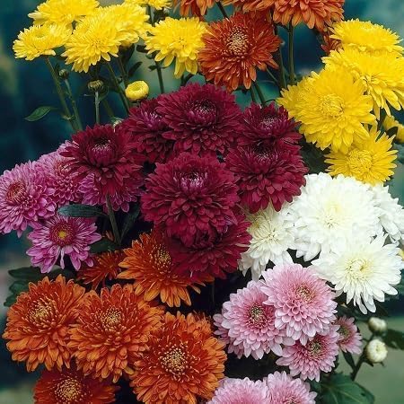100pcs بذور زهرة الأقحوان المختلطة