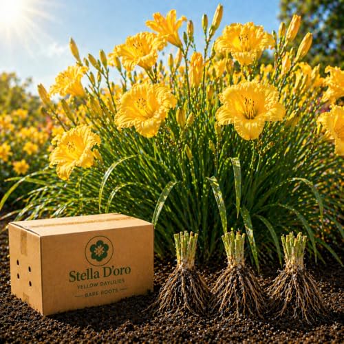 American Stella DOro Daylily Bare Roots Perennial Hemerocallis for Spring Planting Easy-to-Grow Outdoor Garden Flowers Attracts Butterflies & Bees (6 Six Bare Roots)