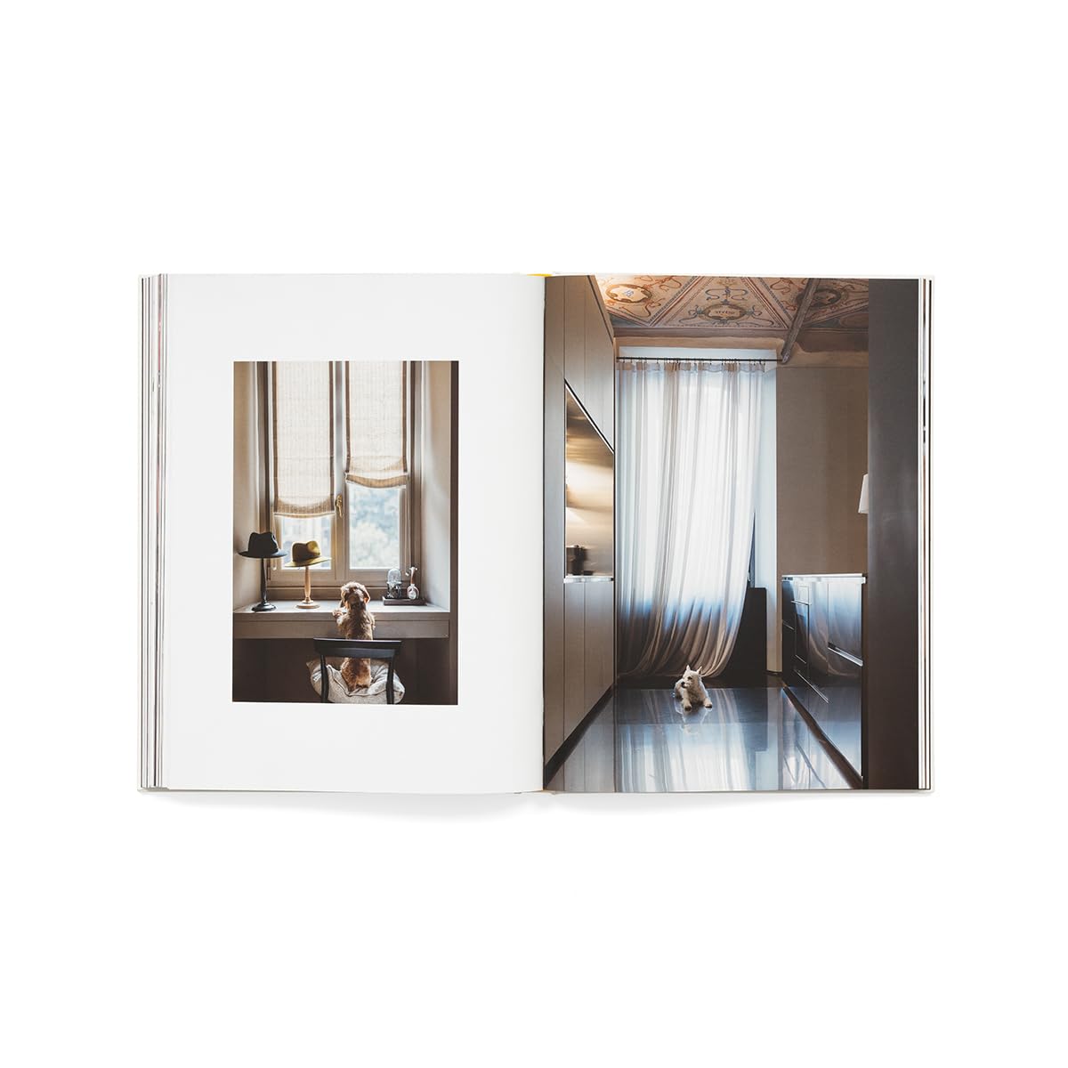 Still pets. Stories from living rooms. Dogs. Ediz. italiana e inglese