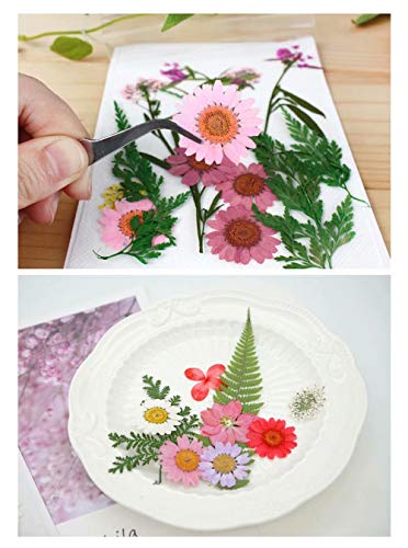 Flores secas prensadas reales para manualidades, 65 piezas miniatura 6