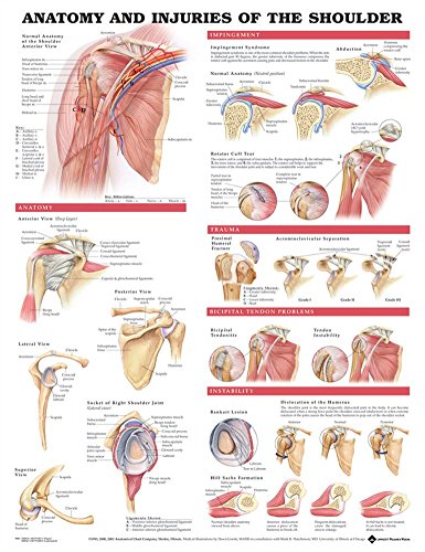 Anatomy and Injuries of The Shoulder Anatomical Chart Poster 20 x 26in