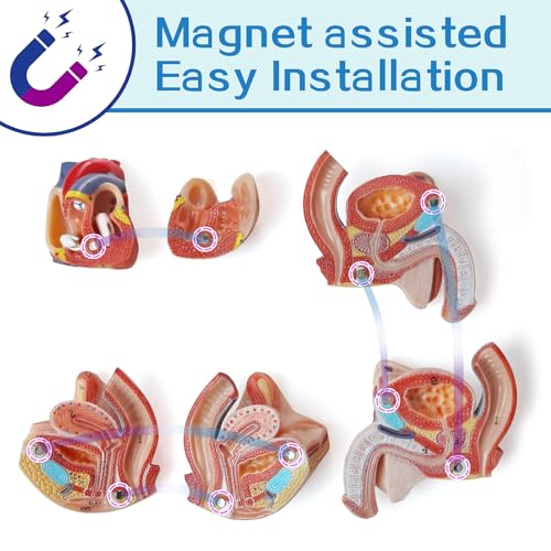 Image of NEW HORIZON Human Body Deluxe Musculature Model, 16 Pcs Removable 17 Inch Human Torso Anatomy With Heart, Head, Skull, Brain, Skeleton for Medical Students, Lab & Classroom Use