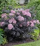 BALDUR Garten 1x Terrassen-Holunder Cherry Lace®, Pflanze im 9x9 cm-Topf, Blüten und reife Beeren vielseitig verwendbar, winterhart, pflegeleicht, Wasserbedarf gering, blühend, Sambucus nigra