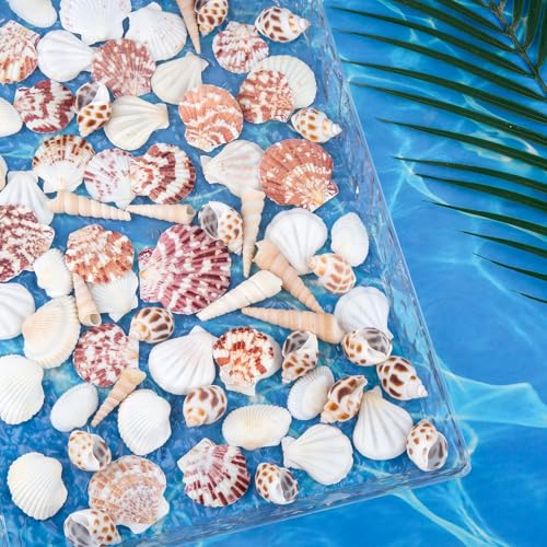 Natural Sea Shell Mixed Ocean Shells Set, 0.8"-2.5" Various Sizes Seashell, Scallop & Conch Shells for Beach Themed Decor, DIY Crafts, Vase Fillers, Fish Tank, Home, Wedding and Party Decoration