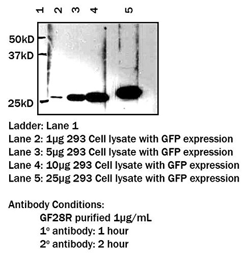 EMD Millipore AG325-30MG Fluoro-Jade C, 30 Mg