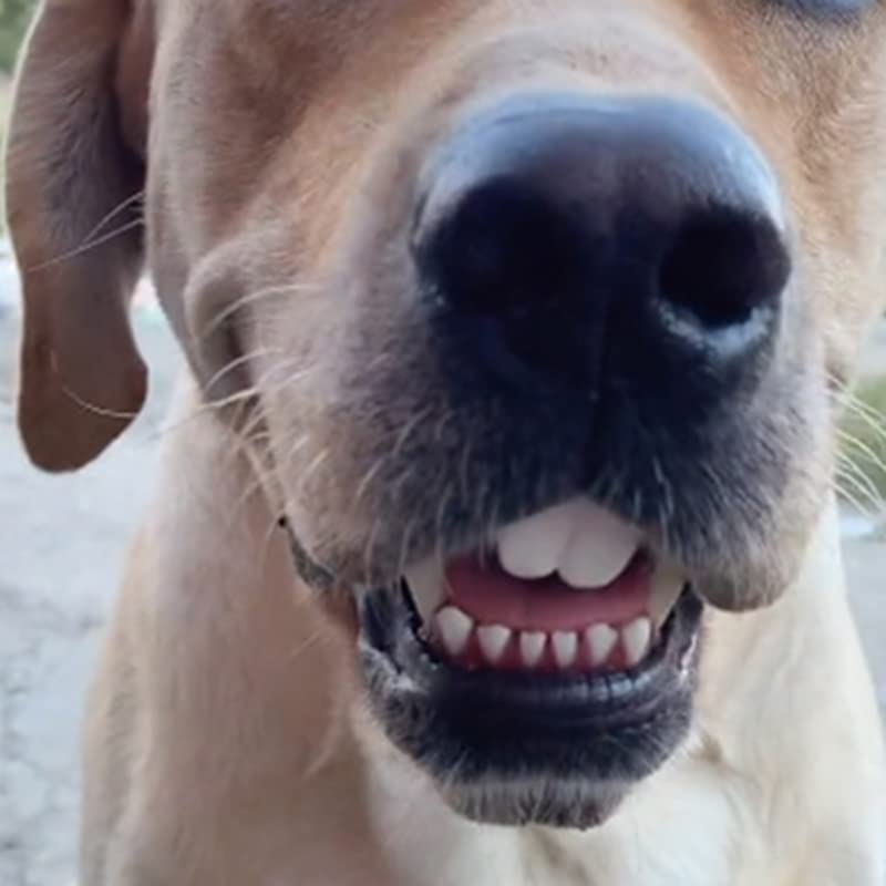 EHOTER Haustier Frech Hundeprothesen Spielzeughase Schneidezähne Falsche Zahnspangen Buckelzähne Schneidezähne Protrusion der Zähne Witzig Lustige Spielzeuge Kaninchenzähne Haustier Hund Kogi Hund