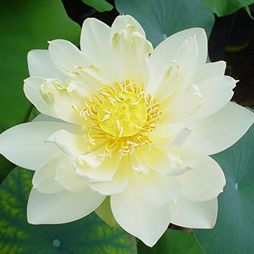 花はす[一重咲き系]：クリスタルビューティー4.5号ポット[碗蓮・手乗りハス]